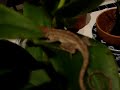 Gekko on Orchid plant