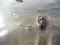 Bivalve mollusk locomotion in sediment, 2 Bivalve mollusk locomotion in sediment, 2