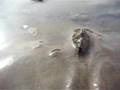 Bivalve mollusk locomotion in sediment, 2