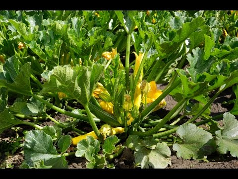 how to fertilize yellow squash