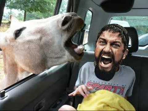 This is Sparta