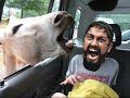 This is Sparta