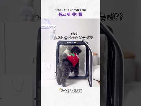 퐁고 펫 케어룸, 어디까지 되는거니!?