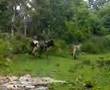 videos de My Brisu Home -rumah darat