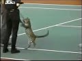 les animaux dans les cirque.html