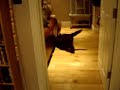 newfoundland puppies wreck yuor home