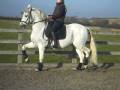 videos de spanish horse for sale passage