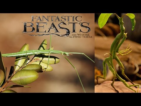 YouTube reptile video