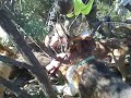 agarre de mi jabali herradura.mp4