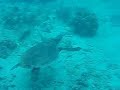 Big arse turtle on the Barrier Reef Big arse turtle on the Barrier Reef
