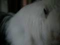 videos de Dogbook Movie: Mollee and her squeaky squirel