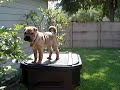Shar-Pei Puppy Baby
