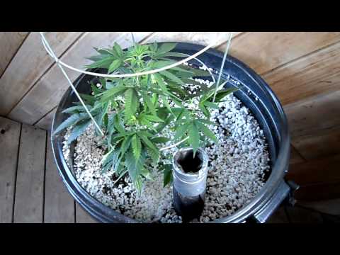 how to transplant outdoor ivy