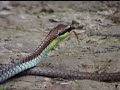 Painted Bronzeback snake of Malaysia Painted Bronzeback snake of Malaysia