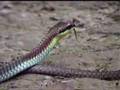 Painted Bronzeback snake of Malaysia
