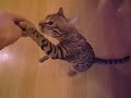 My Cat Dizzee Sitting