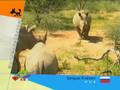 Animals\動物\Animales\Животные\Animaux\الحيوانات