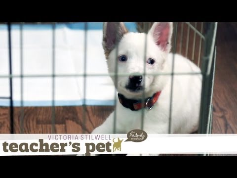 eHowPets - Follow eHow Pets for regular tips from Victoria Stilwell and more: http://www.youtube.com/subscription_center?add_user=ehowpets Today, I show you how to teac...