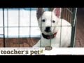 Teach Your Puppy to Go to Bed on Cue | Teacher's Pet With Victoria Stilwell