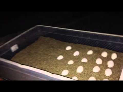 how to harvest iguana eggs