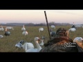 Snow Geese and Duck Hunting Manitoba Canada.