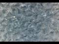 sand stone sea shell