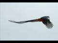 El quetzal