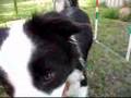 Dat dogs freetime