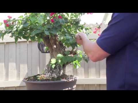 how to fertilize a bonsai tree