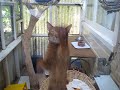 Abyssinian cat gone crazy