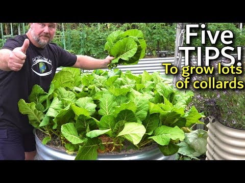 video-linktoworks-5 Tips How to Grow a Ton of Collards in a Raised...