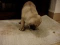 Video hecho en honor a mis adorados Tomodachi y Ochibi los cachorros de mi perra Chata ^^ super lindo y adorables simplemente apapachables ^^ espero que esten en manos de una buena familia ^^