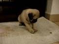 Cachorros Pug, Tomodachi y Ochibi ^^