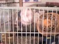my little white hamster - Lili my little white hamster - Lili