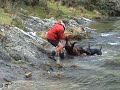 Otago Boar Hunting New Zealand