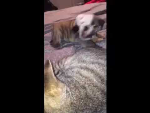 Gizzy Playing With The Cats Tail... Sooo Cute!