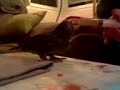 bruji pidiendo papilla