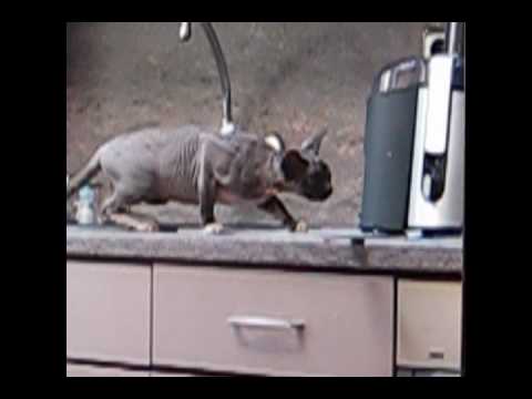 Scampi het ultieme roofdier.wmv Scampi het ultieme roofdier.wmv