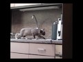 Scampi het ultieme roofdier.wmv 1 Scampi het ultieme roofdier.wmv 1