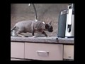 Scampi het ultieme roofdier.wmv 2 Scampi het ultieme roofdier.wmv 2