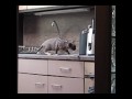 Scampi het ultieme roofdier.wmv 3 Scampi het ultieme roofdier.wmv 3