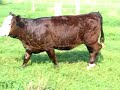 Simmental Show Heifer