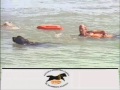 eacsa   perros salvavidas