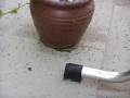 videos de ant watching!