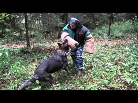 YouTube Трейлер