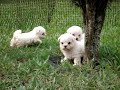 Bichon Frise puppies
