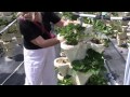 Capsuna etajata Tehnologia de cultivare: Capsuna etajata