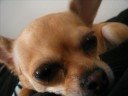 This is my Chuihaha Coco