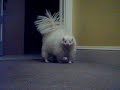 FALCORE THE ALBINO SKUNK PART 1