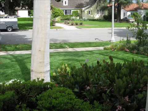 how to fertilize st augustine grass in california